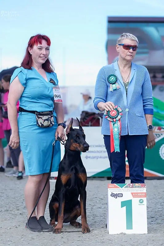 Rose - Выставка RUSSIA. MOSCOW CUP 2024 - 09 июня 2024 года