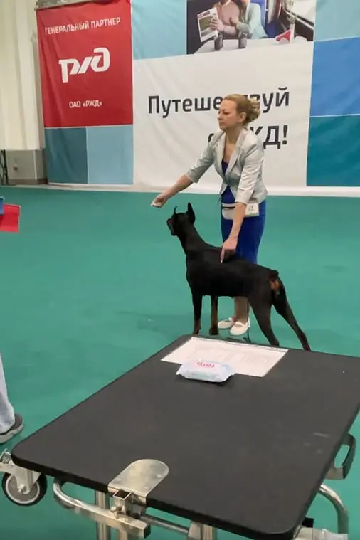 Rose - Выставка 18 января 2025 год