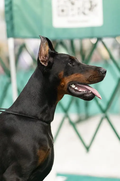 Rose - Выставка 21 декабря 2024 года