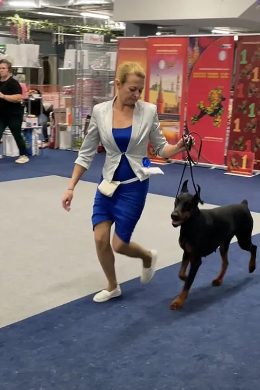 Rose - Выставка 02 декабря 2025 год. Монопородная выставка. Ранга: КЧК