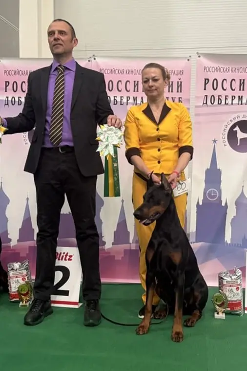 Rose - Выставка 28 марта 2026 год. Победитель Доберман клуба НКП