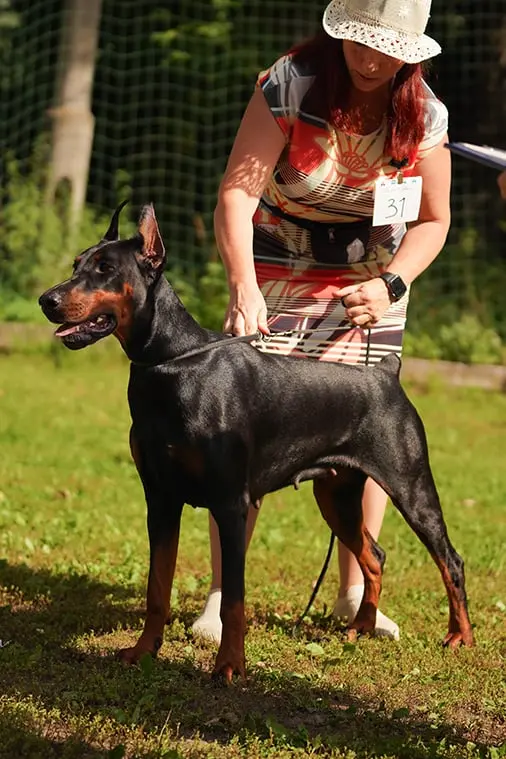 Rose - Выставка 30 августа 2025 год