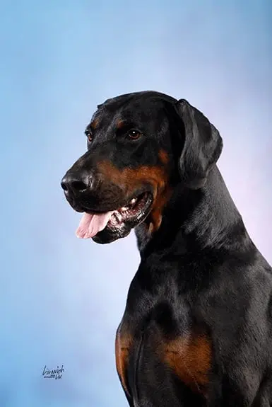 Livonija Baron Imperial