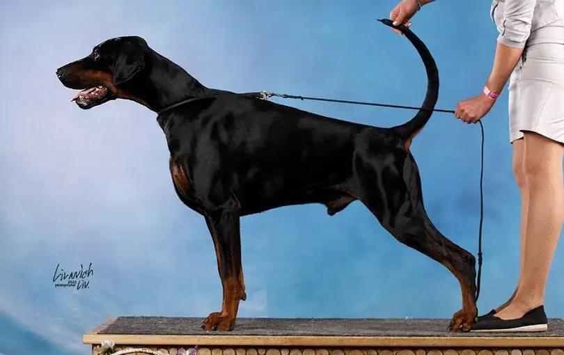 Livonija Baron Imperial